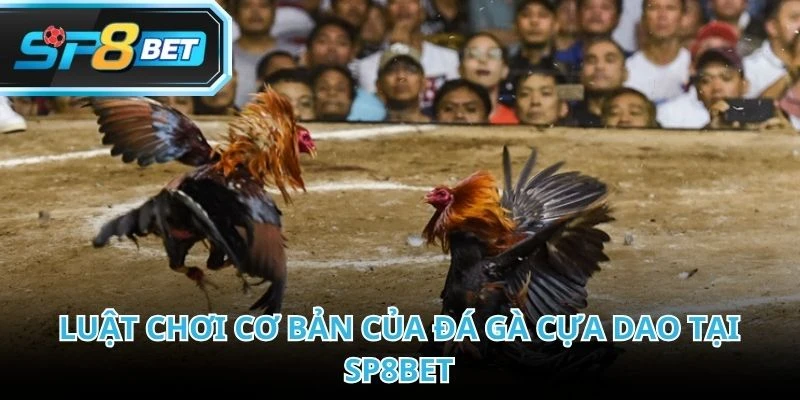 Luật đá gà cựa dao rõ ràng nhằm đảm bảo tính minh bạch cho từng trận đấu