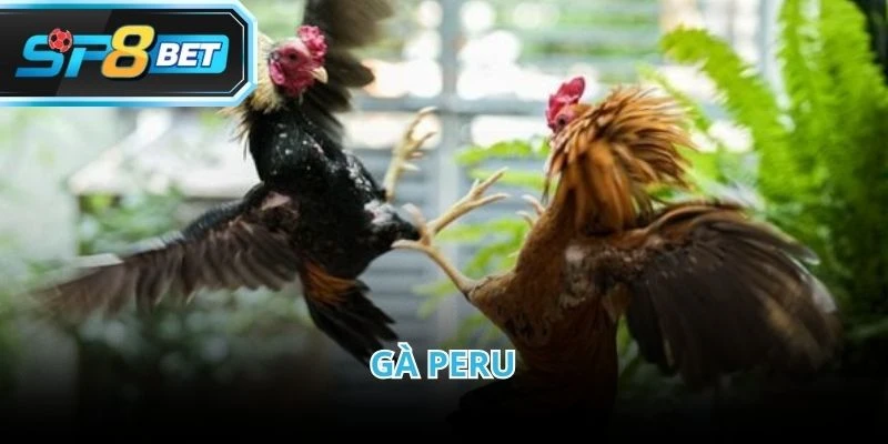 Peru là lựa chọn được nhiều người chơi quan tâm khi theo dõi đá gà cựa dao