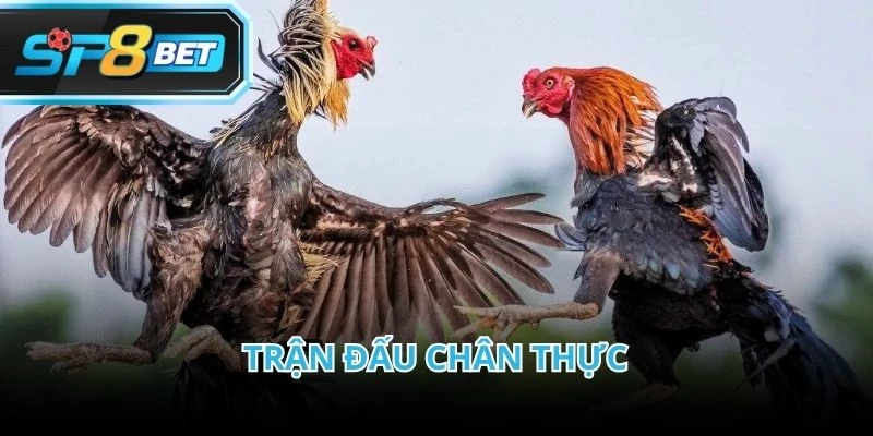 Đá gà trực tiếp C2 cho phép quan sát toàn bộ quá trình thi đấu của chiến kê